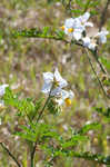 Sticky nightshade